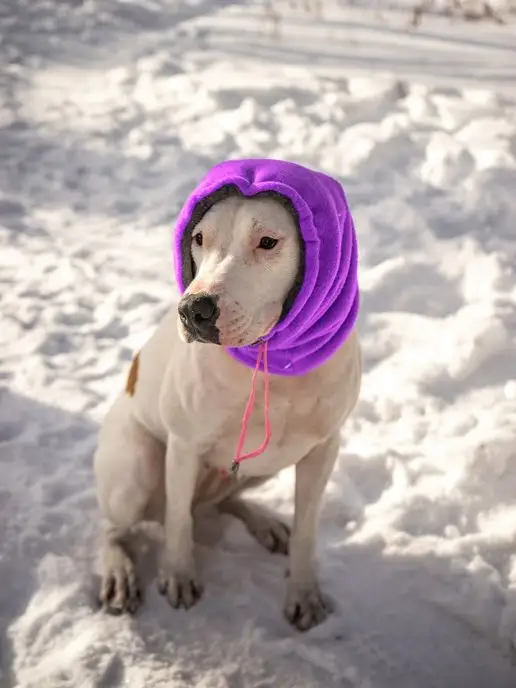 Lucky Puppy Зимняя шапка снуд для собак, фиолетовый, фото 4