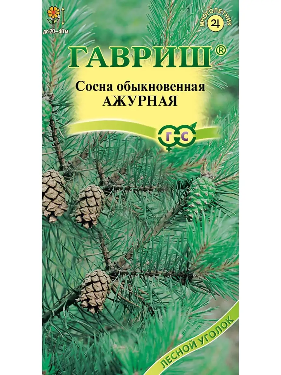 Семена сосна обыкновенная, 3 пак Гавриш 57175185 купить за 258 ₽ в  интернет-магазине Wildberries