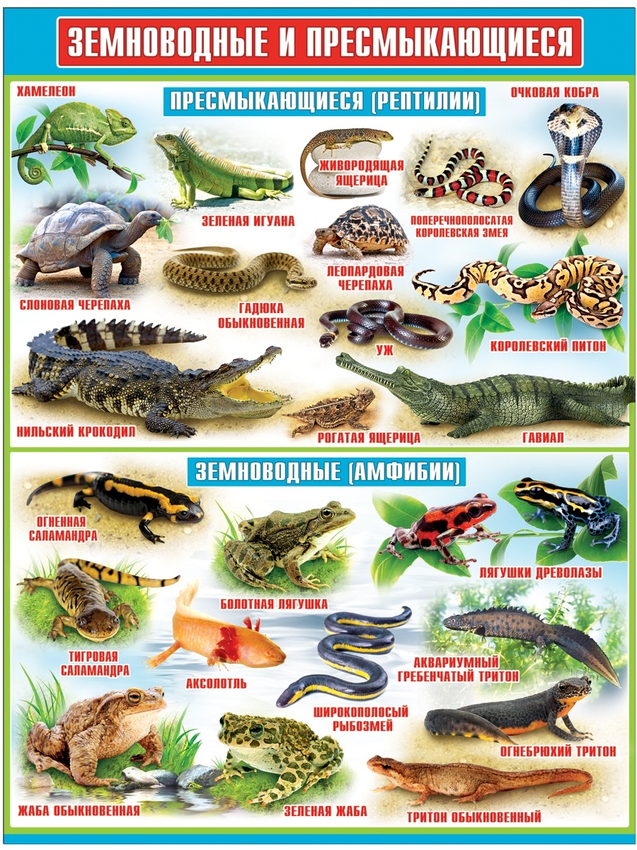 Земноводные и пресмыкающиеся 2 класс окружающий мир презентация