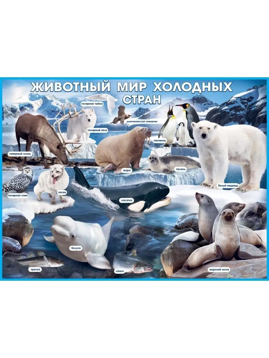 Плакат "Животный мир холодных стран"