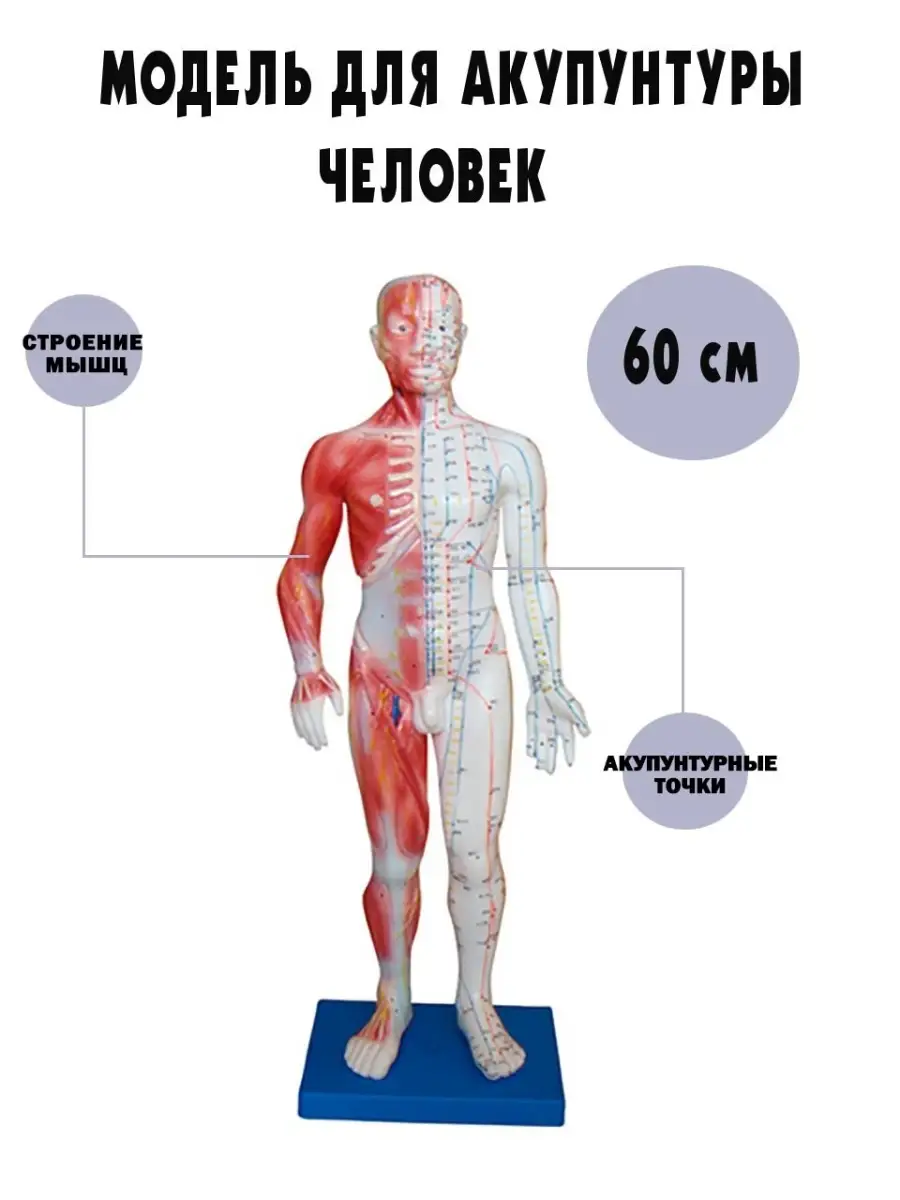 Анатомическая модель