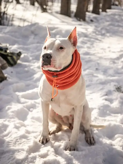 Lucky Puppy Зимняя шапка снуд для собак, оранжевый, фото 4