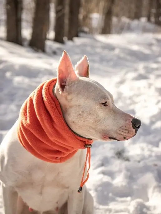Lucky Puppy Зимняя шапка снуд для собак, оранжевый, фото 5