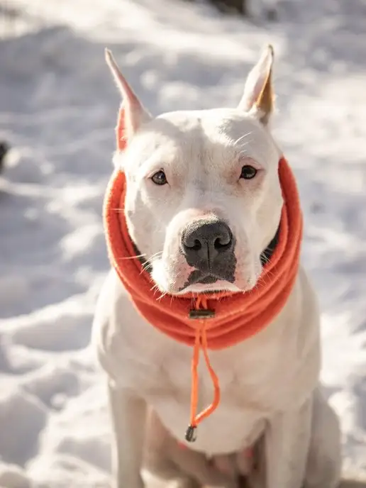 Lucky Puppy Зимняя шапка снуд для собак, оранжевый, фото 6