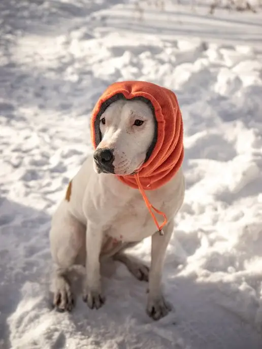 Lucky Puppy Зимняя шапка снуд для собак, оранжевый, фото 7