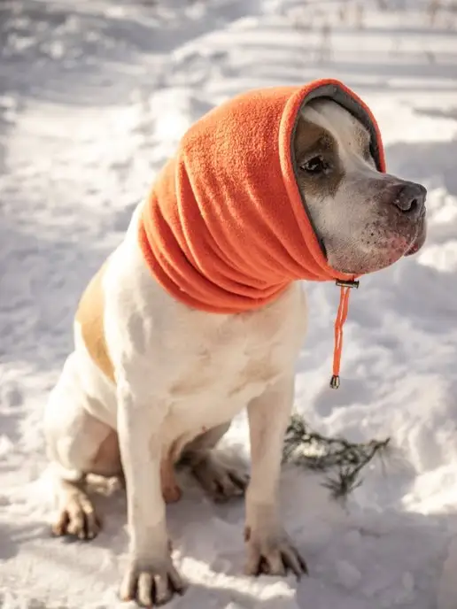 Lucky Puppy Зимняя шапка снуд для собак, оранжевый, фото 8