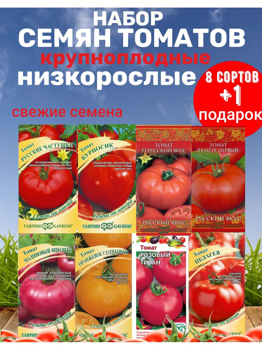 Томаты для открытого грунта в подмосковье низкорослые. Томат русские частушки. Томат гордость Петра.