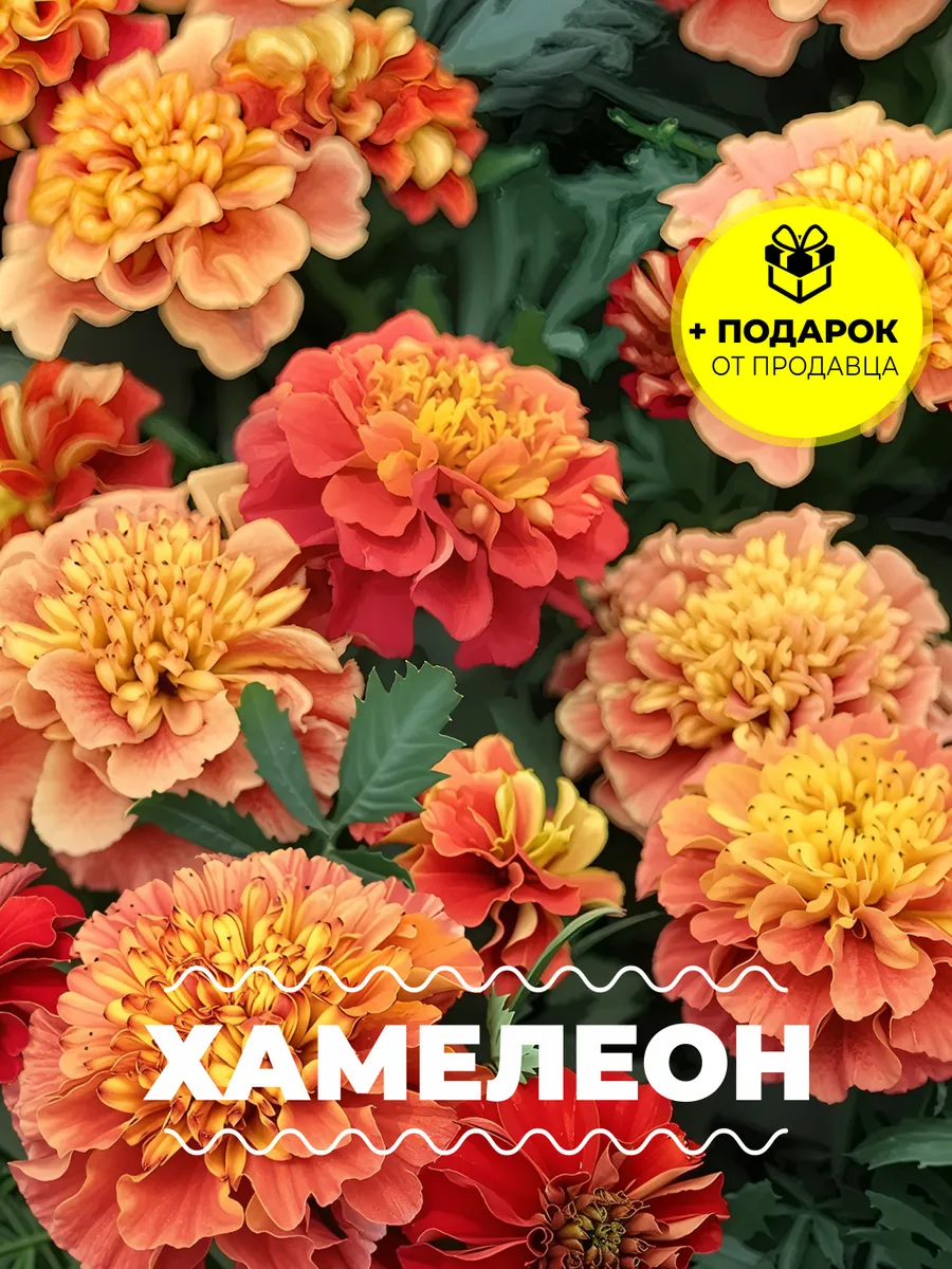 Семена бархатцы "Розовый Хамелеон"