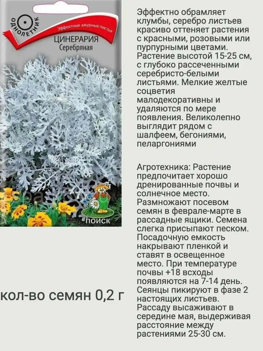 Семена цинерария однолетних цветов Агрохолдинг Поиск 59131374 купить за 197  ₽ в интернет-магазине Wildberries