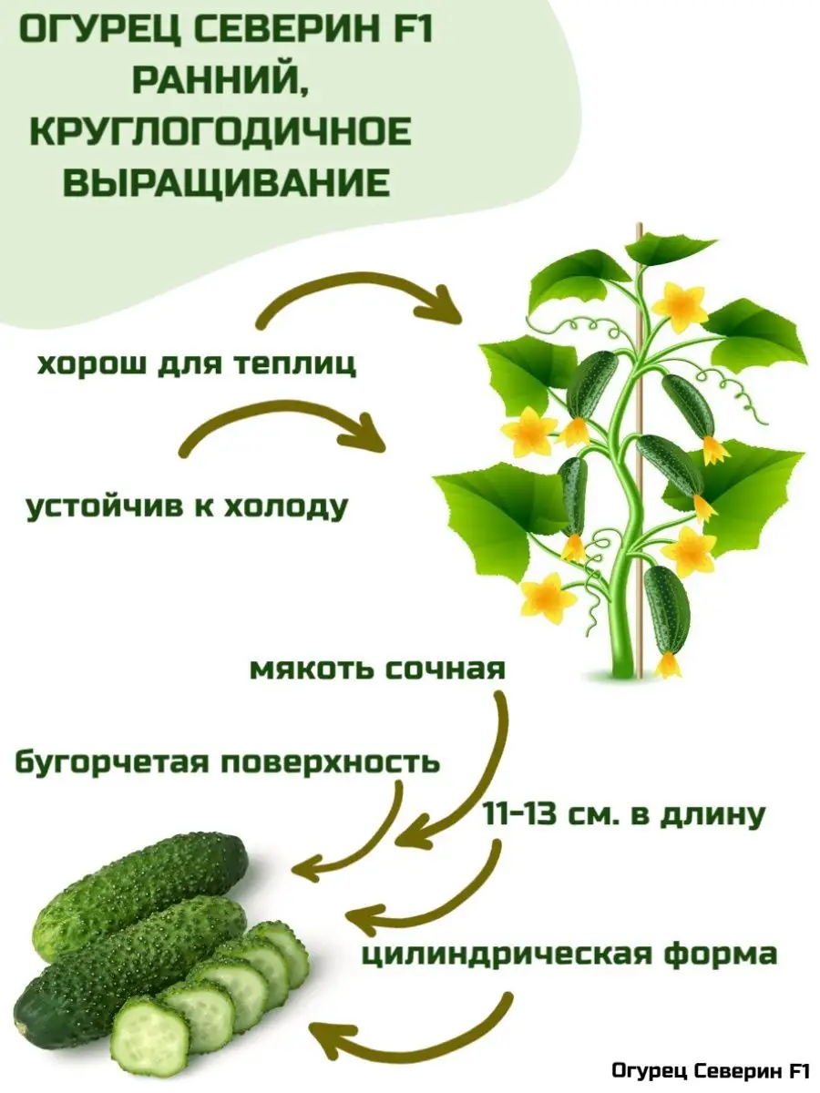 Купить Семена Огурцов Северин