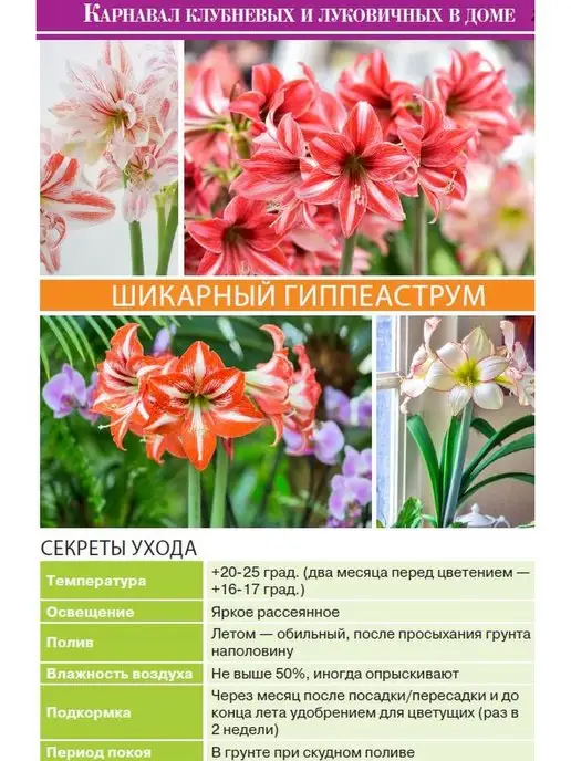 Цветок журнал дом цветов №1 2022 г, 2,022 кг, фото 3