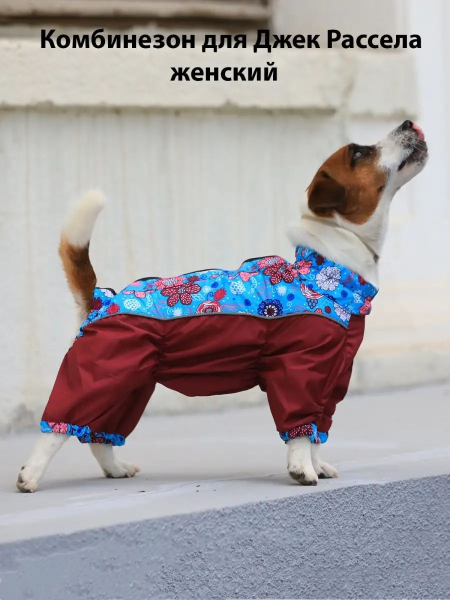Одежда для Джек-рассел-терьера - Димон-Камон, одежда для собак
