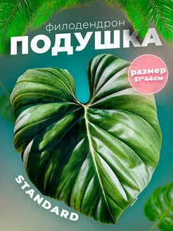 Подушки лист Филодендрон standard filiplants 60321475 купить за 2 984 ₽ в интернет-магазине Wildberries