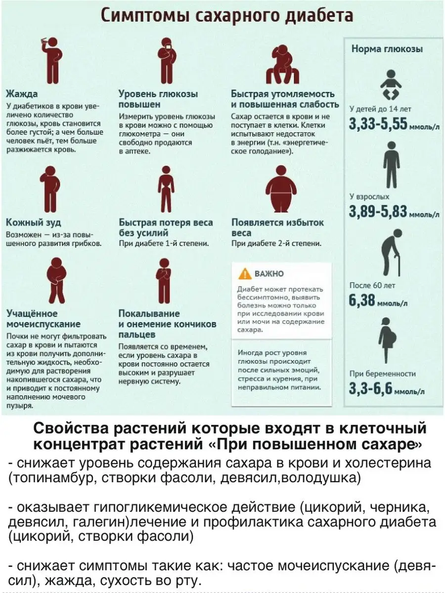 Цикорий – полезные свойства и противопоказания | ТФОМС Республики Башкортостан