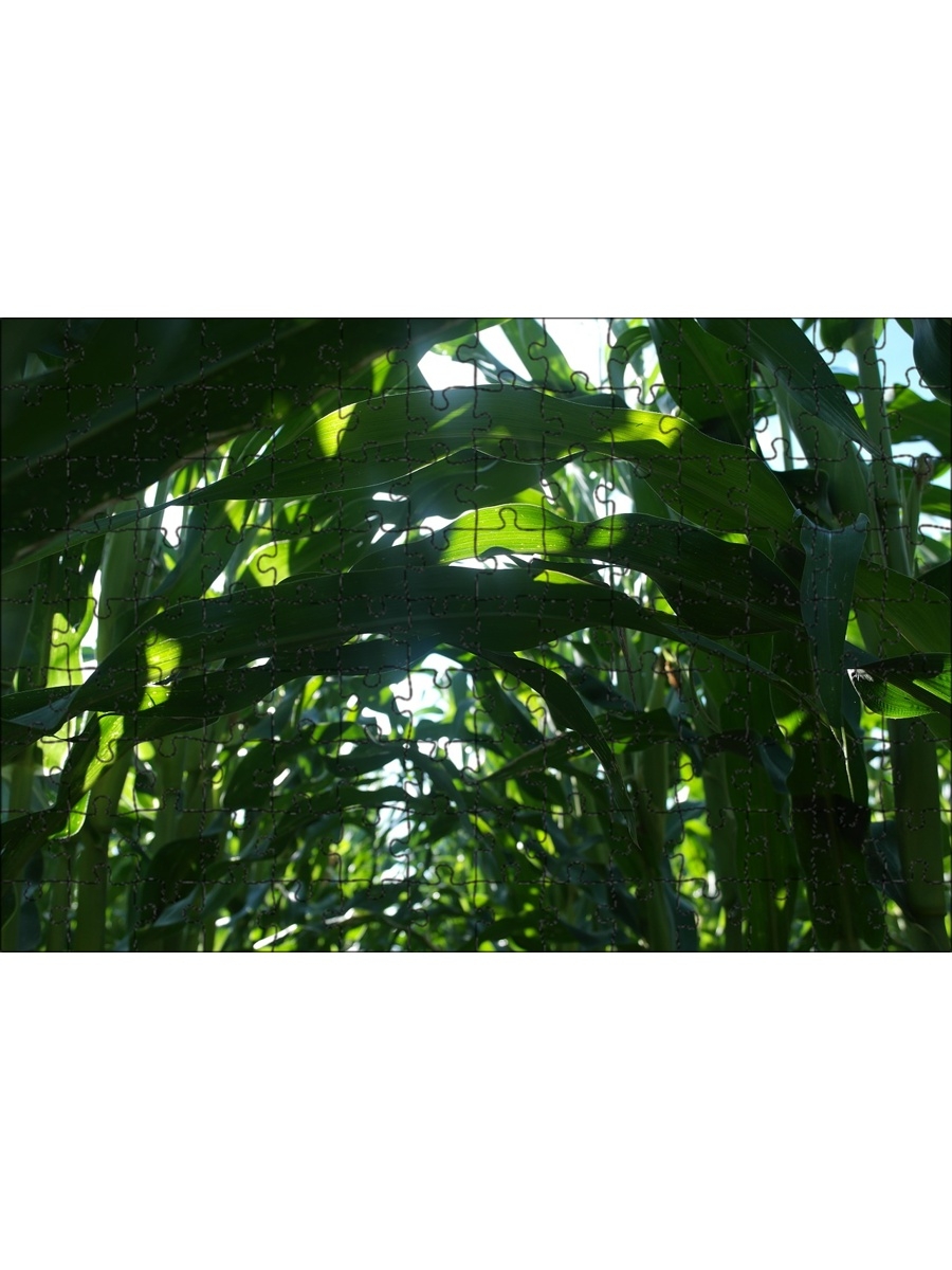 Кукурузные листья купить. Стебель кукурузы. Лист кукурузы. Кукурузные листья. Кукурузное поле.