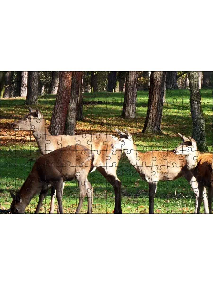 Магнитный пазл 27x18см."Группа red deer, ред дир"