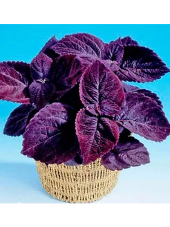 Порно вау монара