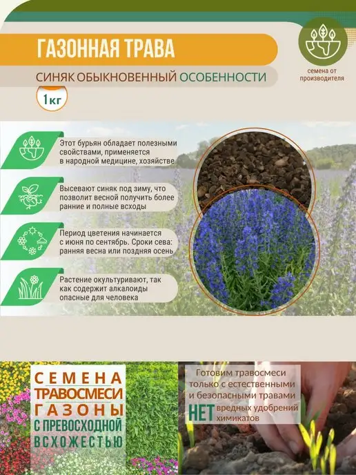 МосАгроГрупп Семена Синяк обыкновенный 1кг медонос, 1 кг, фото 7