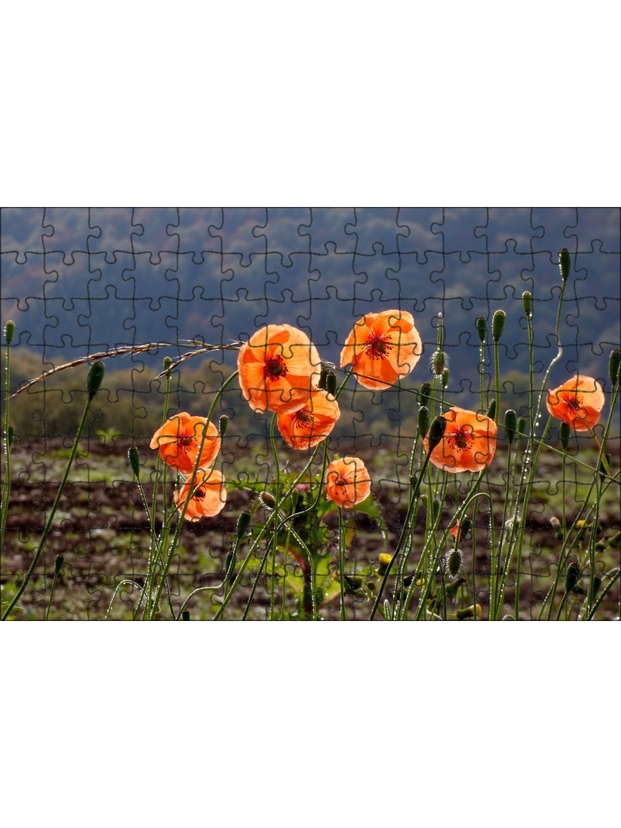 Orange poppy. Маки цветы. Природа маки. Дикий Мак. Маки цветы картинки.