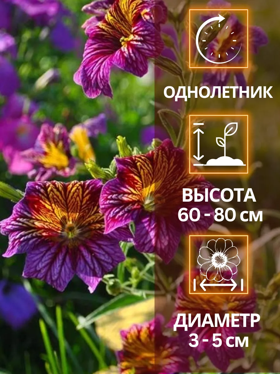 Семена цветов Сальпиглоссис Али-Баба Русский Огород 61072120 купить в  интернет-магазине Wildberries