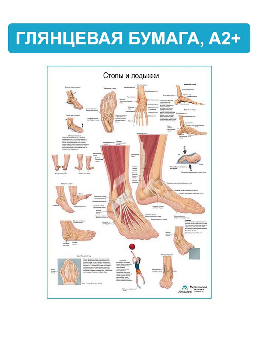 Щиколотки и лодыжки разница. Стопы и лодыжки плакат. Анатомия лодыжки человека. Плакаты стопы анатомические. Плакат анатомия стопа.