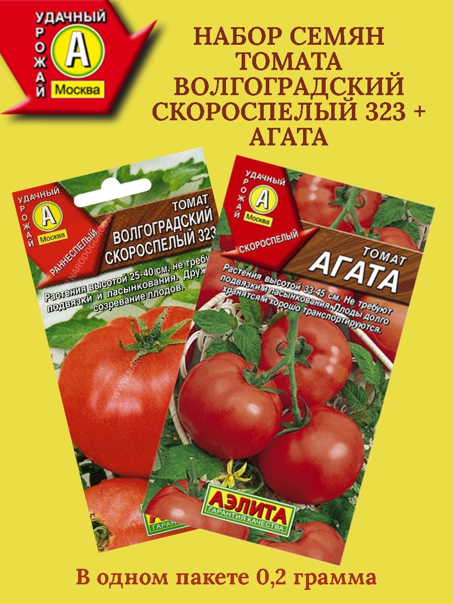 Помидоры агат описание сорта фото отзывы. Томат Волгоградский скороспелый. Томат Волгоградский скороспелый 323.