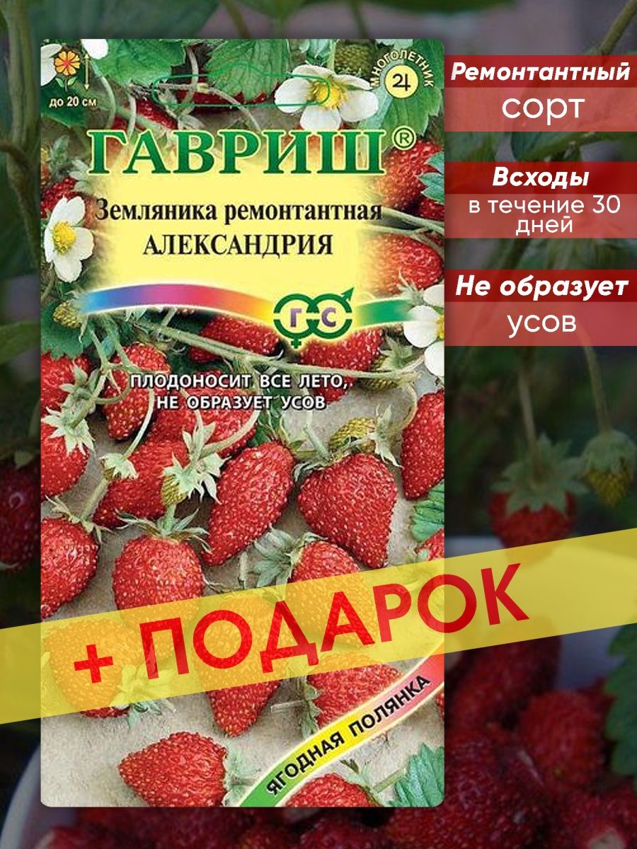 Семена земляники ремонтантной Гавриш 61747713 купить в интернет-магазине  Wildberries