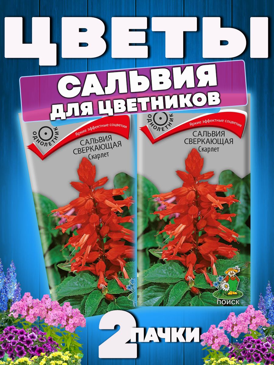 Сальвия сверкающая Скарлет