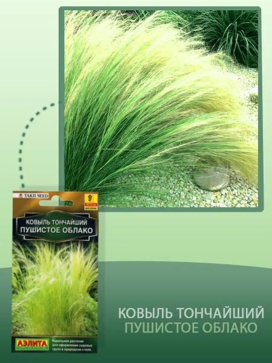 Семена комнатных цветов многолетники 3 в 1 Ковыль Овсяница Денежное дерево  62827666 купить за 235 ₽ в интернет-магазине Wildberries