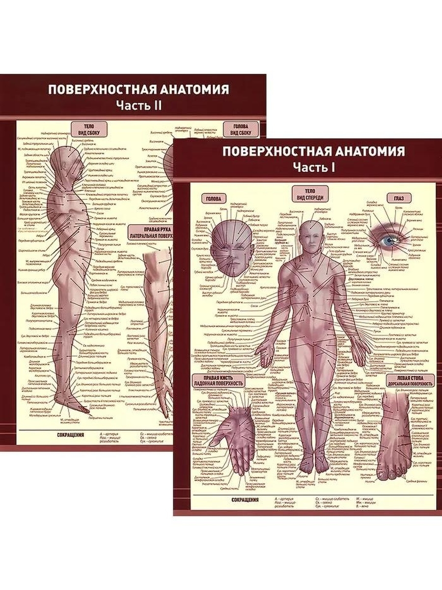 Анатомический плакат. Анатомия человека. Анатомические плакаты. Анатомический плакат человека. Плакаты медицинские анатомические.