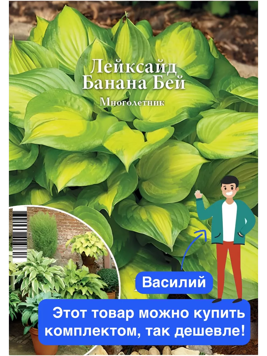 Жапондық транссексуалдық порно