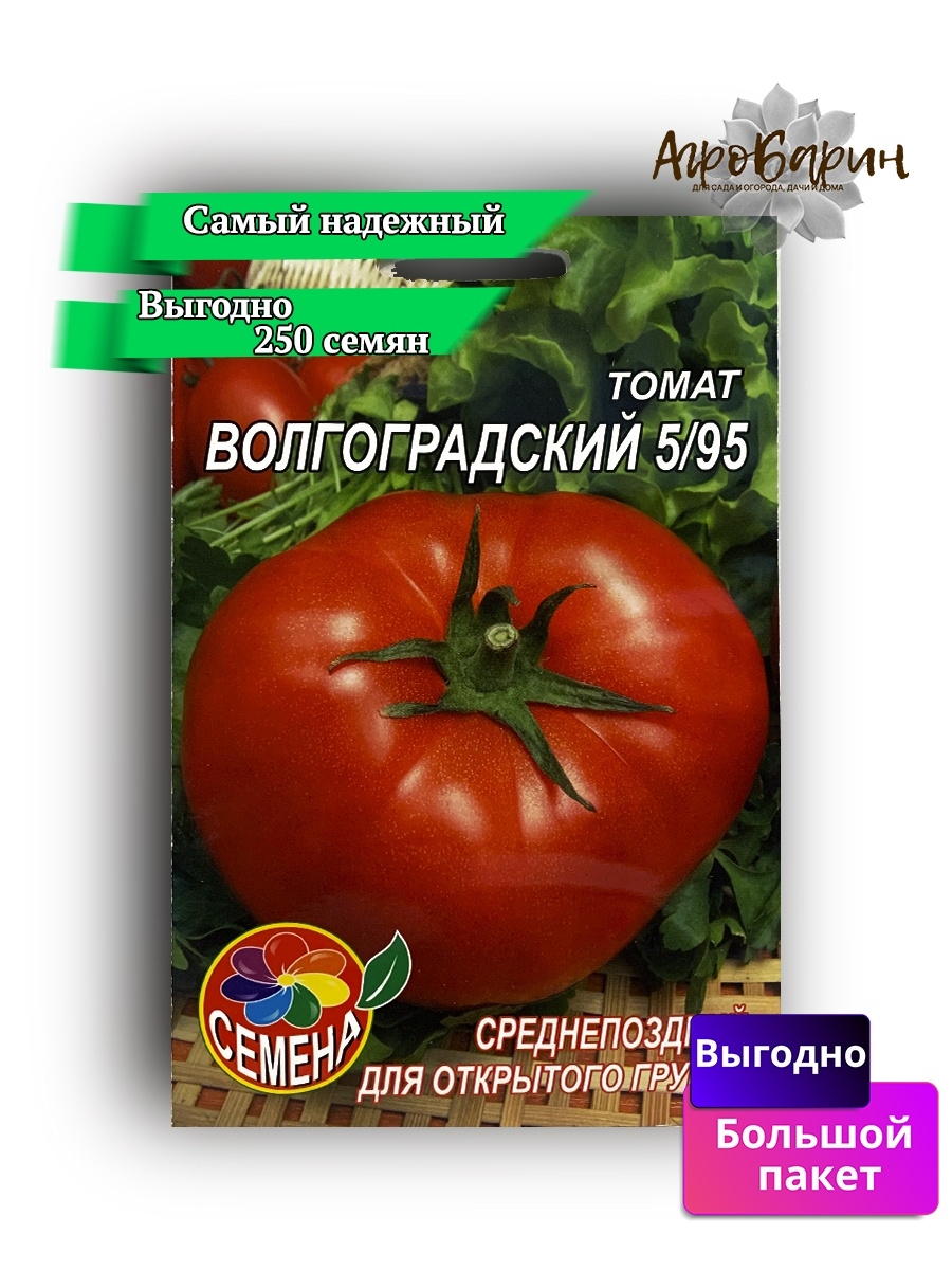 Томаты волгоградские описание. Помидор Волгоградский 5/95. Томат сорт Волгоградский 5/95. Томат 5/95 описание. Рассада томата Волгоградский 5-95.