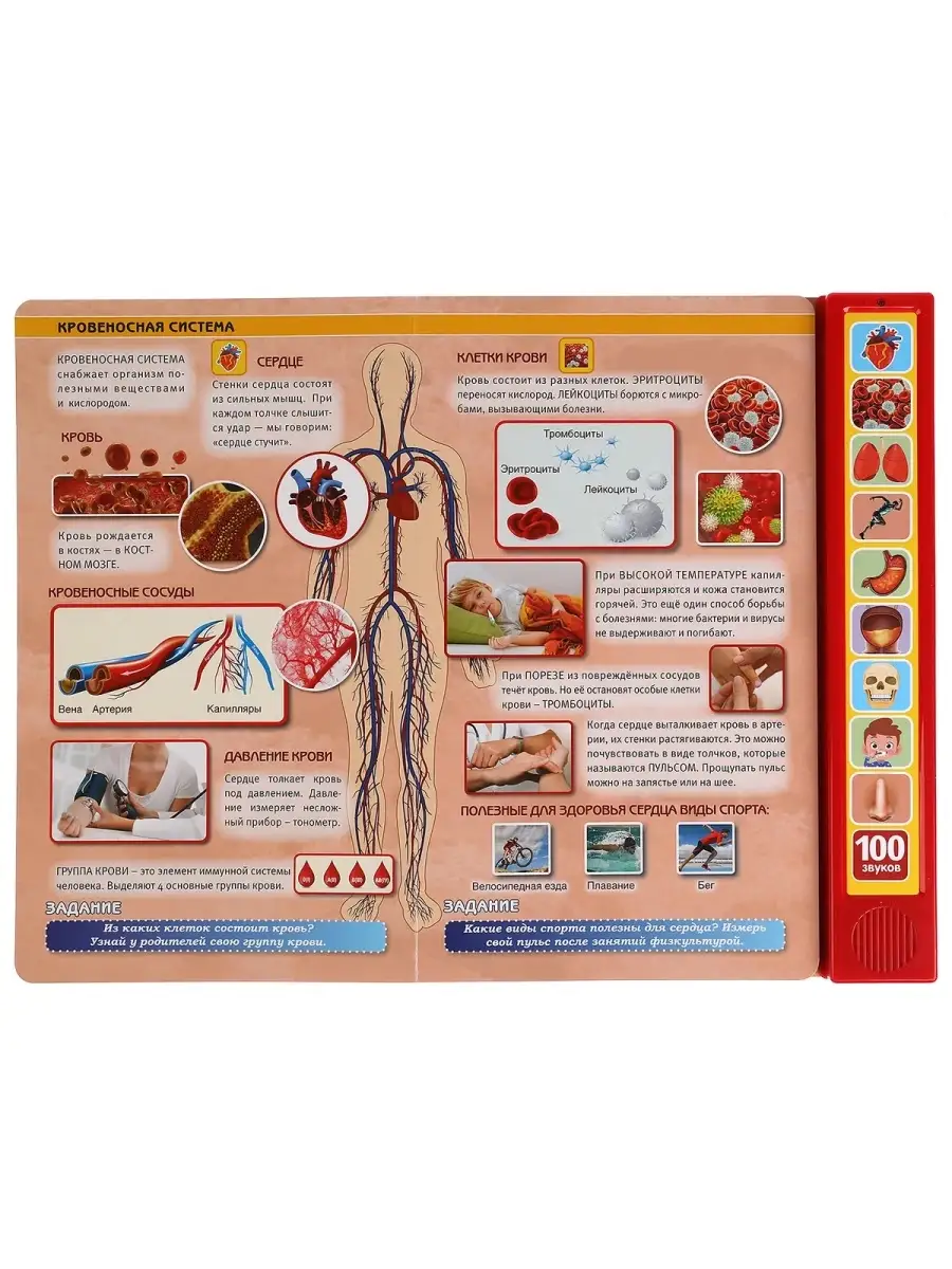 Моё тело. 100 звуков. (10 зв.кнопок, 100 звуков) 233х302мм УМКА. 63394288  купить в интернет-магазине Wildberries