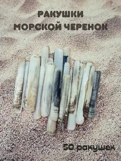 Черноморские натуральные ракушки Морской черенок EcoLife_Shells 63632623 купить за 714 ₽ в интернет-магазине Wildberries