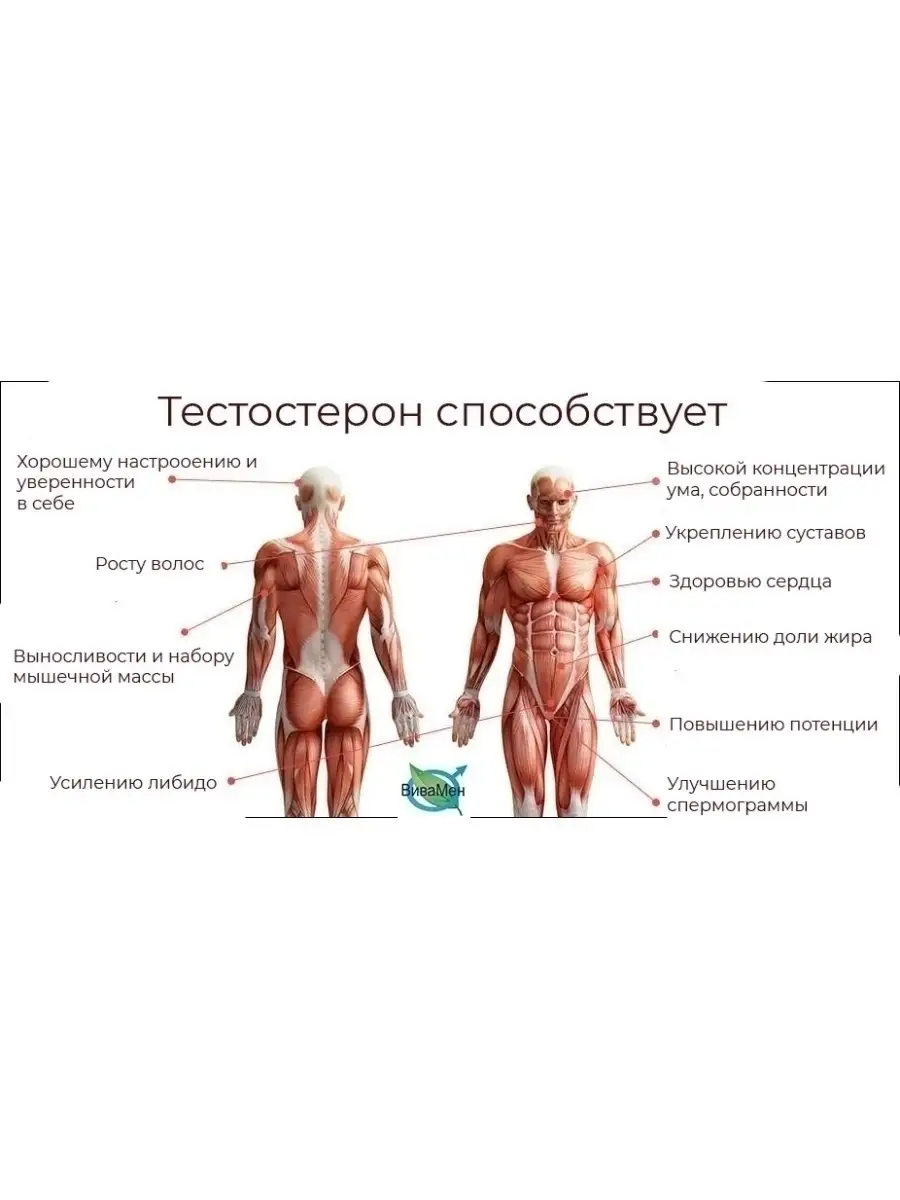 Комплекс для повышения потенции, либидо и тестостерона VIVAMEN 64193626  купить за 2 898 ₽ в интернет-магазине Wildberries