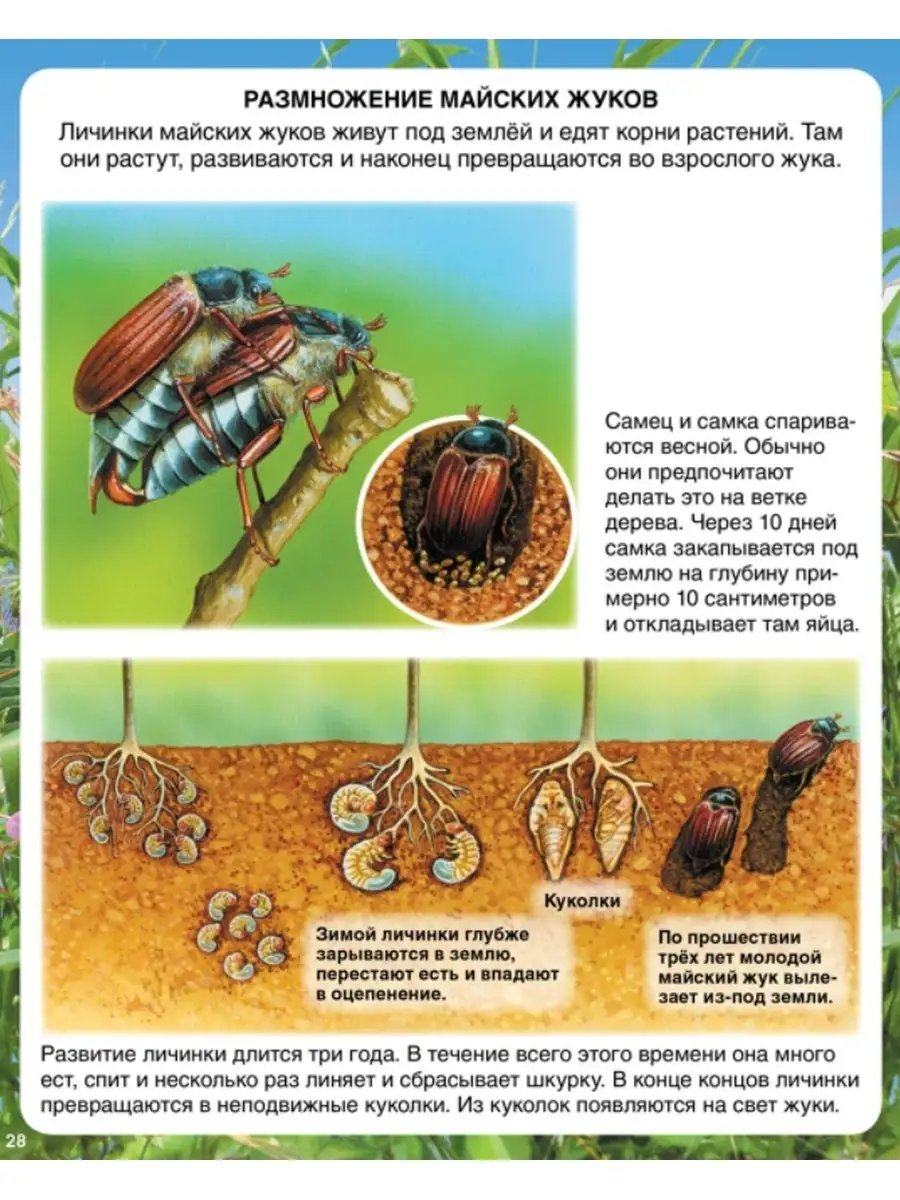 Самые маленькие животные Издательство Махаон 64496027 купить за 492 ₽ в  интернет-магазине Wildberries