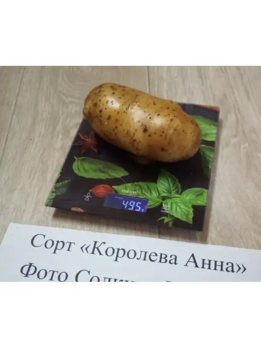 АЛГОР-ЭКОПРОДУКТ Картофель Королева Анна, желтый, фото 4