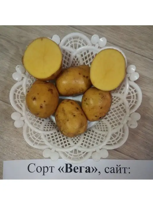 Картофель Вега Описание Сорта Фото