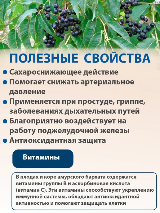 Дикополезно Амурский бархат ягоды при диабете, плоды амурского бархата, вариант, фото 2