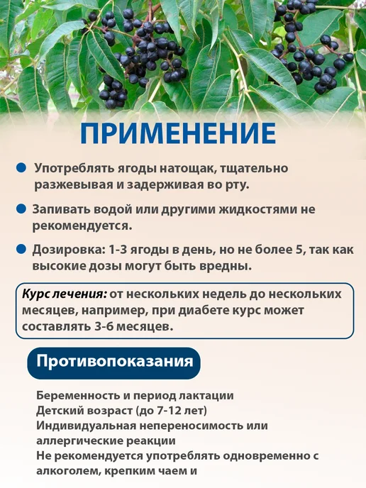 Дикополезно Амурский бархат ягоды при диабете, плоды амурского бархата, вариант, фото 3