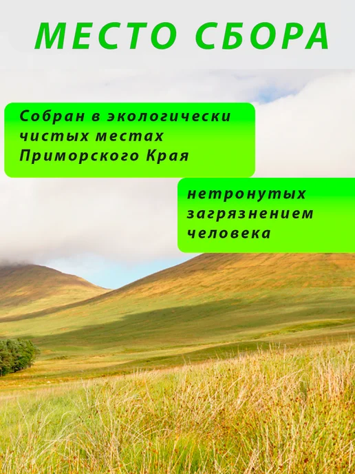 Дикополезно Амурский бархат ягоды при диабете, плоды амурского бархата, вариант, фото 5