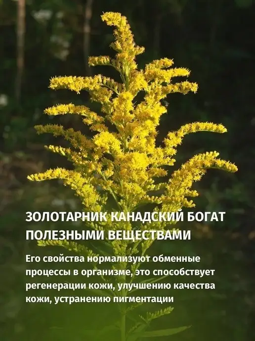 Lyutiki-Cvetochki гидролат Золотарника Канадского, золотой, фото 6