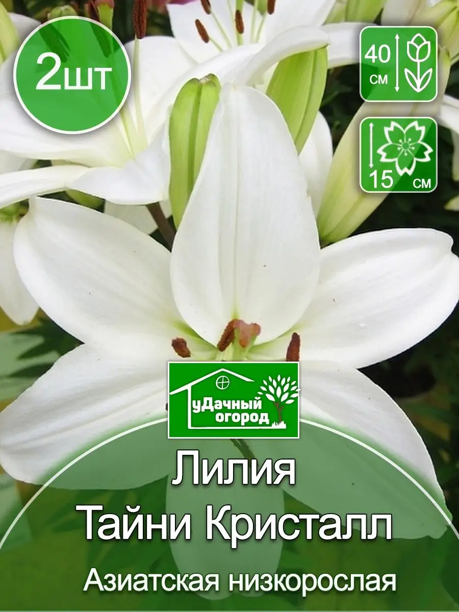 Луковицы Лилии Тайни Кристалл 2 шт. COLORLINE 64965246 купить в  интернет-магазине Wildberries