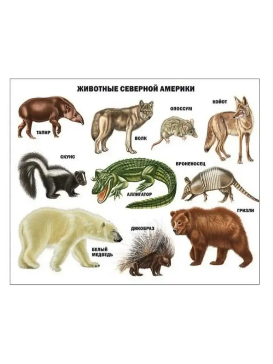 Животный мир южной америки для детей. Множество животных. Какие животные в нем обитают. Какие животные в нем обитают. Животный мир западной африки.