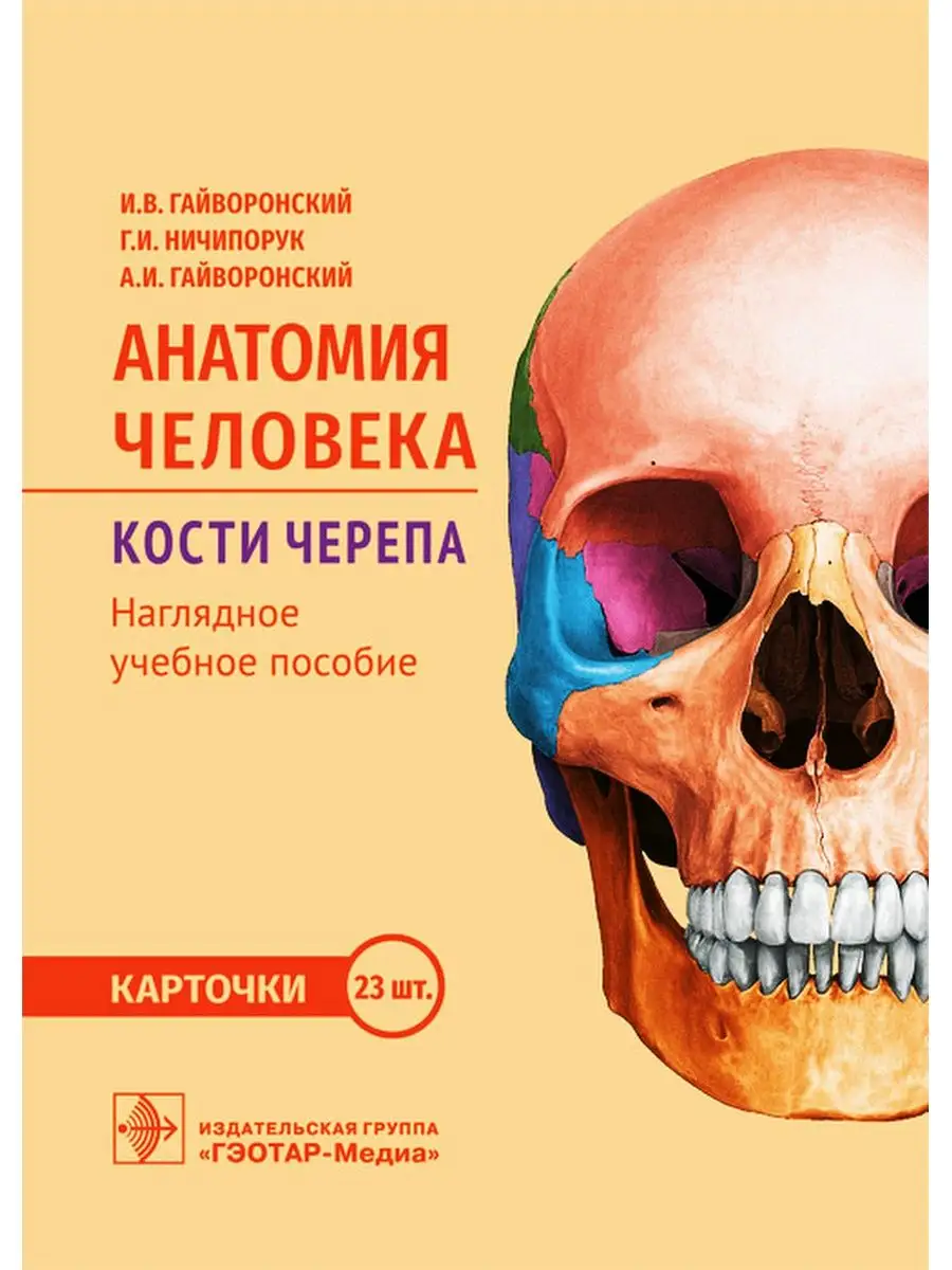 Анатомия человека. Кости черепа. Карточки ГЭОТАР-Медиа 65620763 купить за  425 ₽ в интернет-магазине Wildberries