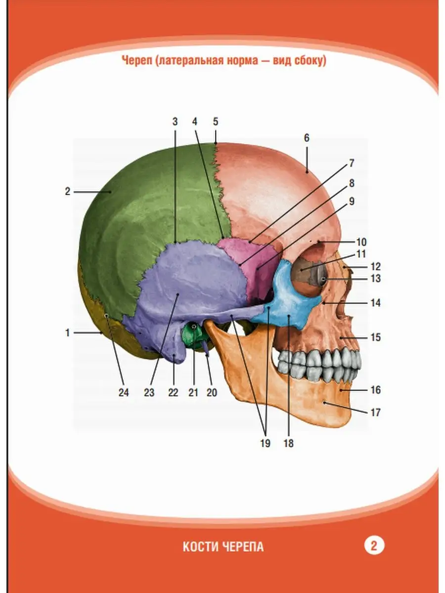 Анатомия человека. Кости черепа. Карточки ГЭОТАР-Медиа 65620763 купить за  518 ₽ в интернет-магазине Wildberries