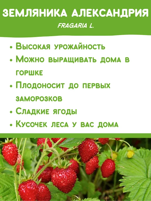 Happy Plants Набор для выращивания растений Земляника, вариант, фото 2