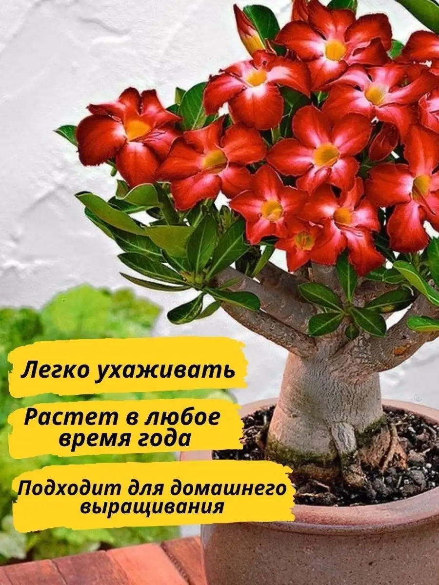 Свежее и натуральное. В Твери и области появилось местное молоко в пластике | АиФ Тверь