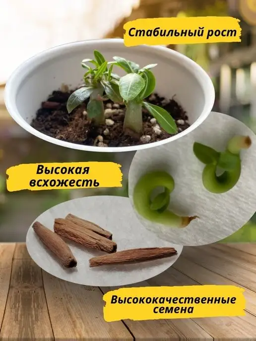 RuEl' Подарочный набор для выращивания растений адениум, вариант, фото 6