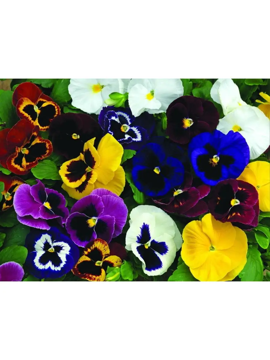 Виола виттрока. Виола крупноцветковая рассада. Виола в грунт семена. Рассада«анютины глазки», «виола». Виола в грунт семена.